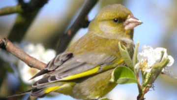 Les oiseaux font leur nid : ne taillez pas les haies, n'élaguez pas les arbres !